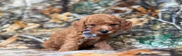 Cavapoo dogs for sale: Landon - Ad 7