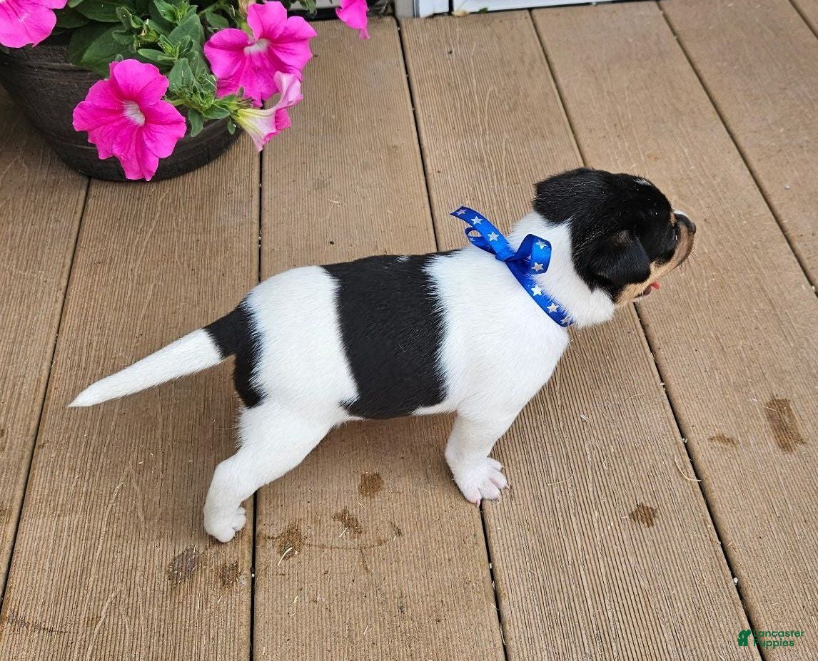 Rat Terrier dogs Lance - Ad 2