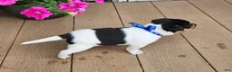 Rat Terrier dogs for sale: Lance - Ad 2