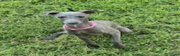 Italian Greyhound dogs for sale: Austin - Ad 12
