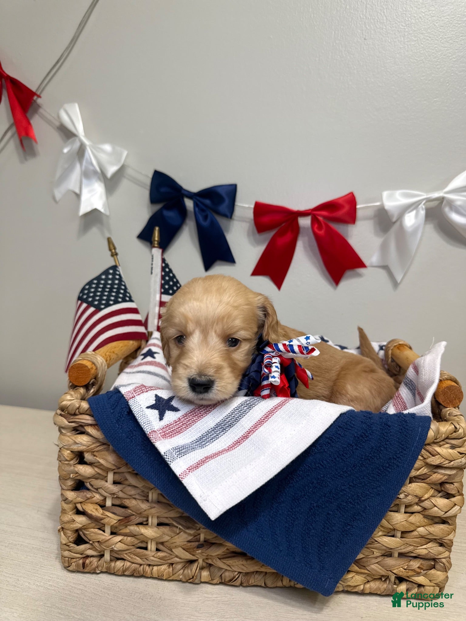 Mini Goldendoodle dogs Honey🖤 - Ad 1