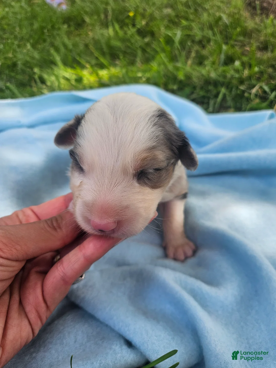 Australian Shepherd dogs for sale: Leo - Ad 2