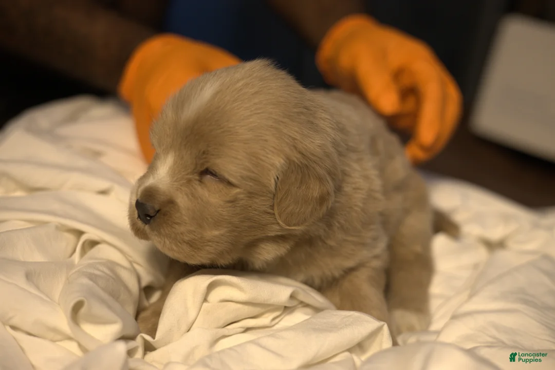 Tibetan Mastiff dogs for sale: Tibetan Mastiff Puppy 1 - Ad 1