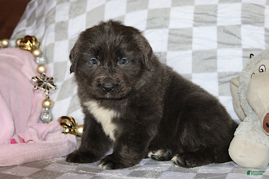 Newfoundland dogs for sale: Dolly - Ad 3