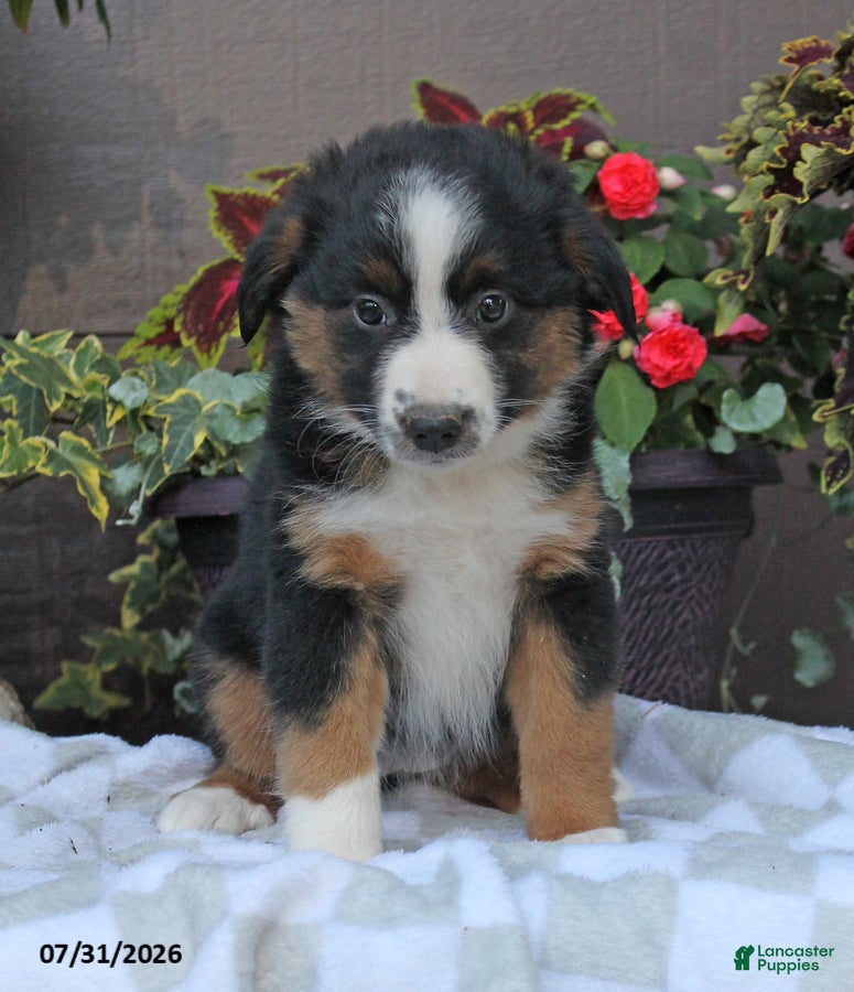 Australian Shepherd dogs Heidi - Ad 1