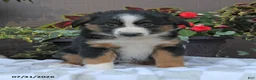 Australian Shepherd dogs for sale: Heidi - Ad 1