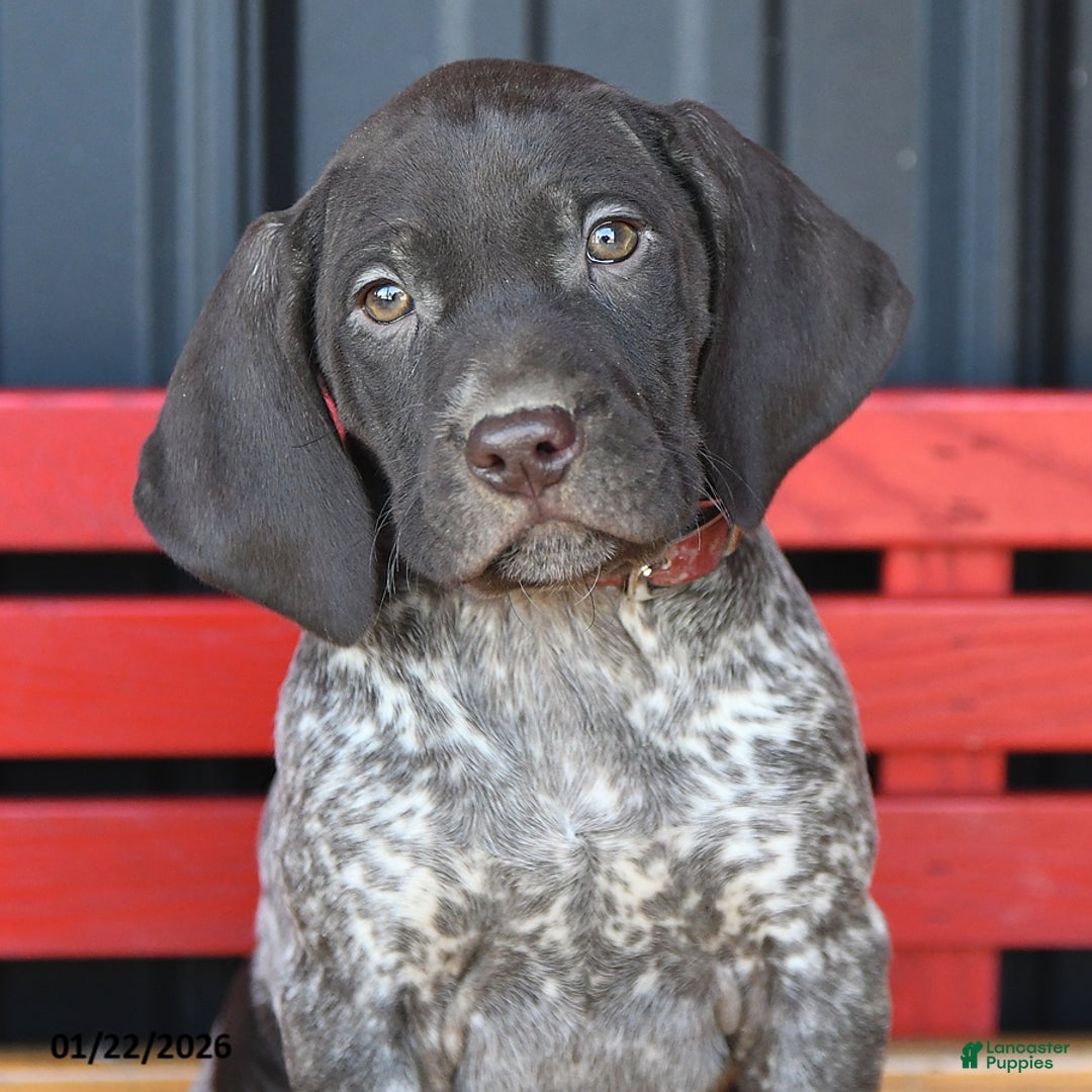 German Shorthaired Pointer dogs for sale: Rose  - Ad 3