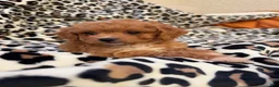 Toy Poodle dogs for sale: Hershey - Ad 6