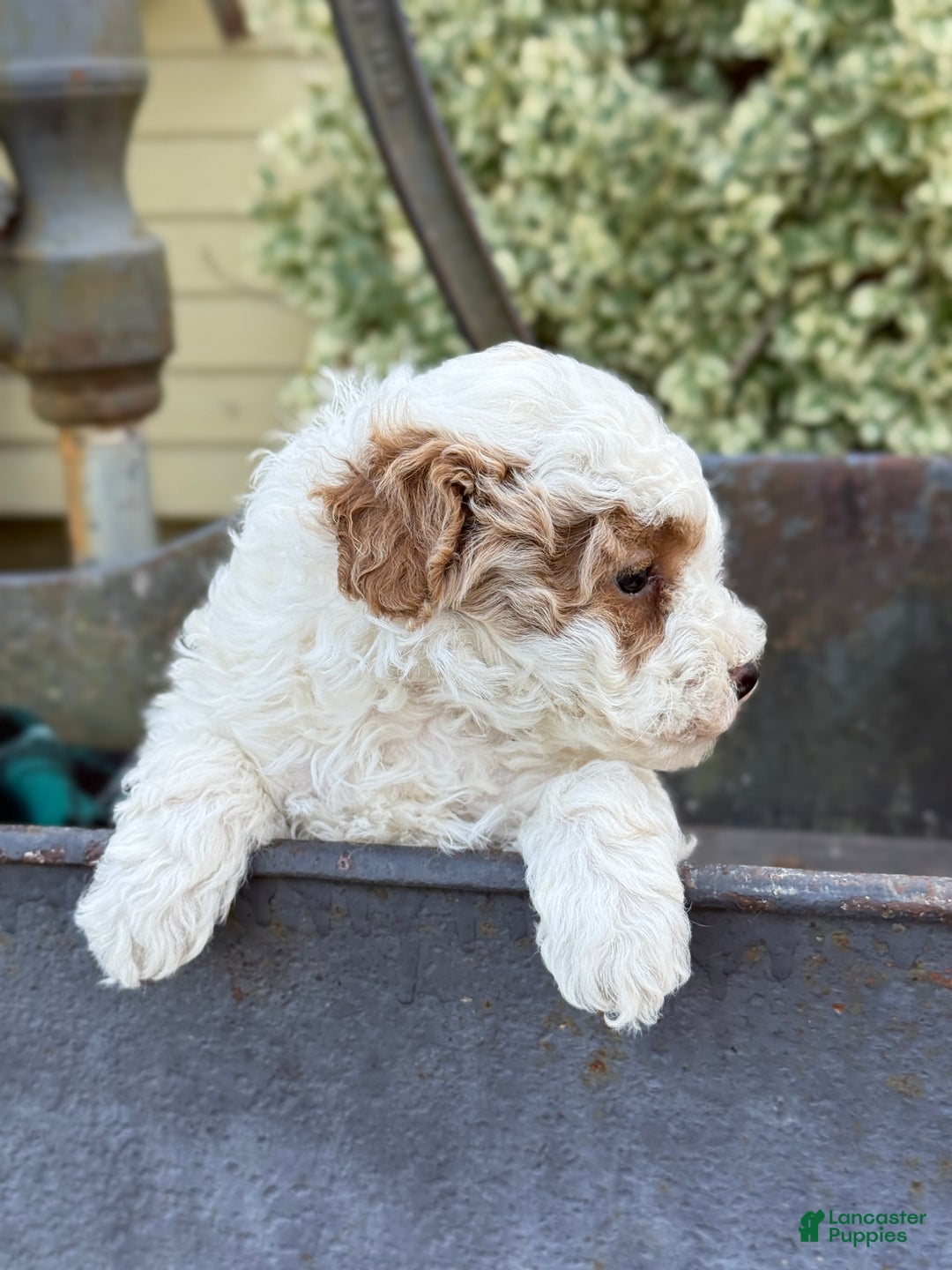 Toy Poodle dogs for sale: Cocoa - Ad 12
