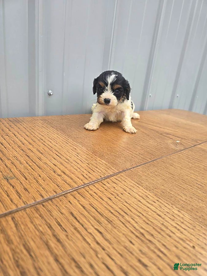 Cavapoo dogs Buster - Ad 2