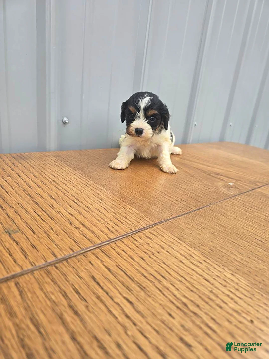 Cavapoo dogs for sale: Buster - Ad 2