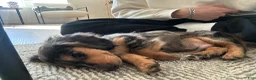 Miniature Dachshund dogs for sale: Miniature Dachshund Puppy 1 - Ad 6