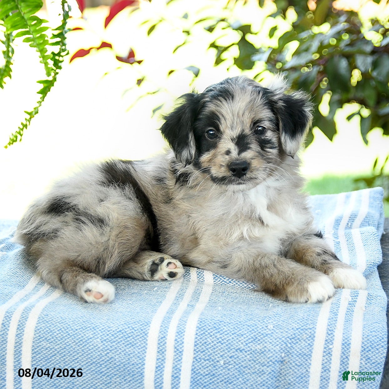 Aussiedoodle dogs Marble - Ad 2