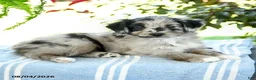 Aussiedoodle dogs for sale: Marble - Ad 2