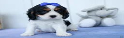 Cavalier King Charles Spaniel dogs for sale: Walker 🩵 - Ad 3