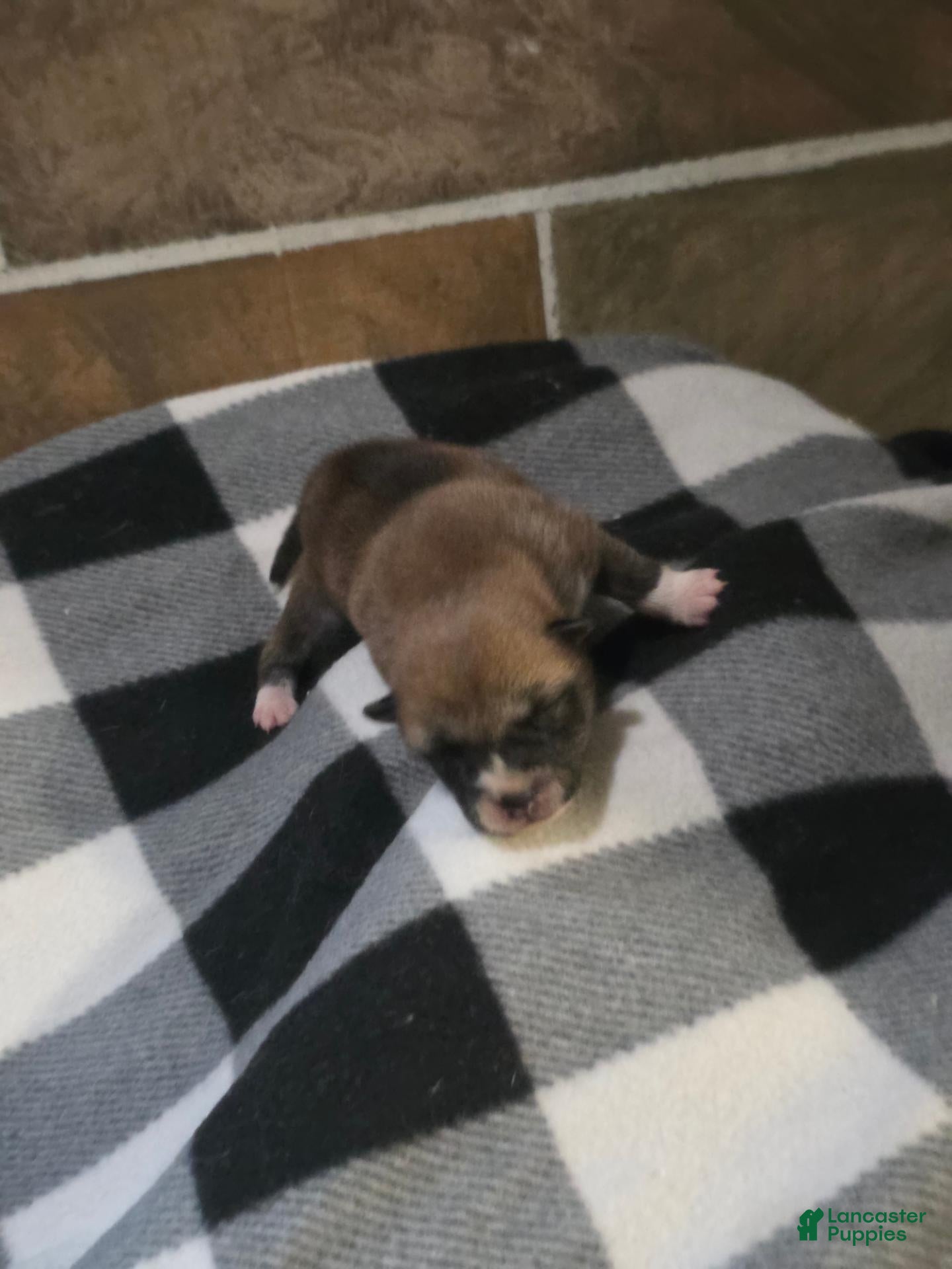 Shiba Inu (Shiba Inu, Female) in Columbus, OH