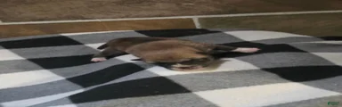 Shiba Inu 6