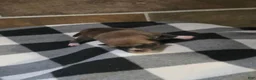 Shiba Inu dogs for sale: Shiba Inu 6 - Ad 1