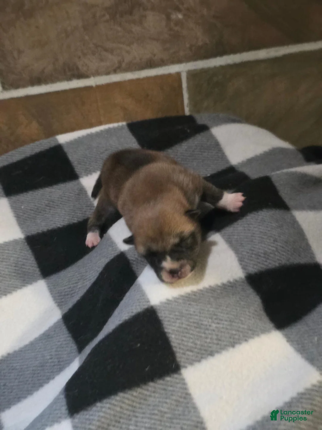 Shiba Inu dogs for sale: Shiba Inu 6 - Ad 1