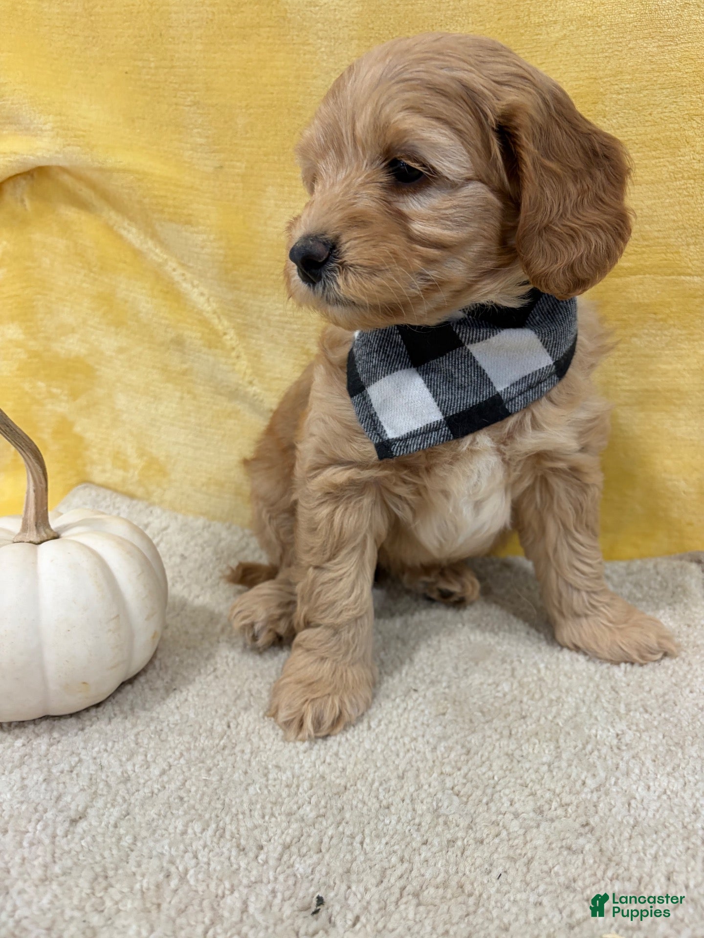Mini Goldendoodle dogs for sale: Ginger - Ad 2