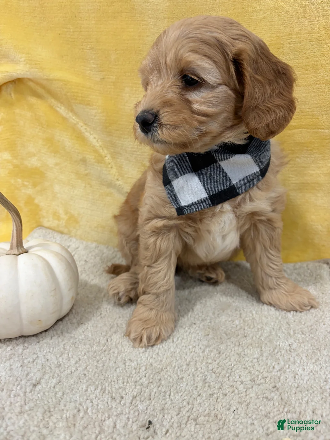 Mini Goldendoodle dogs for sale: Ginger - Ad 2