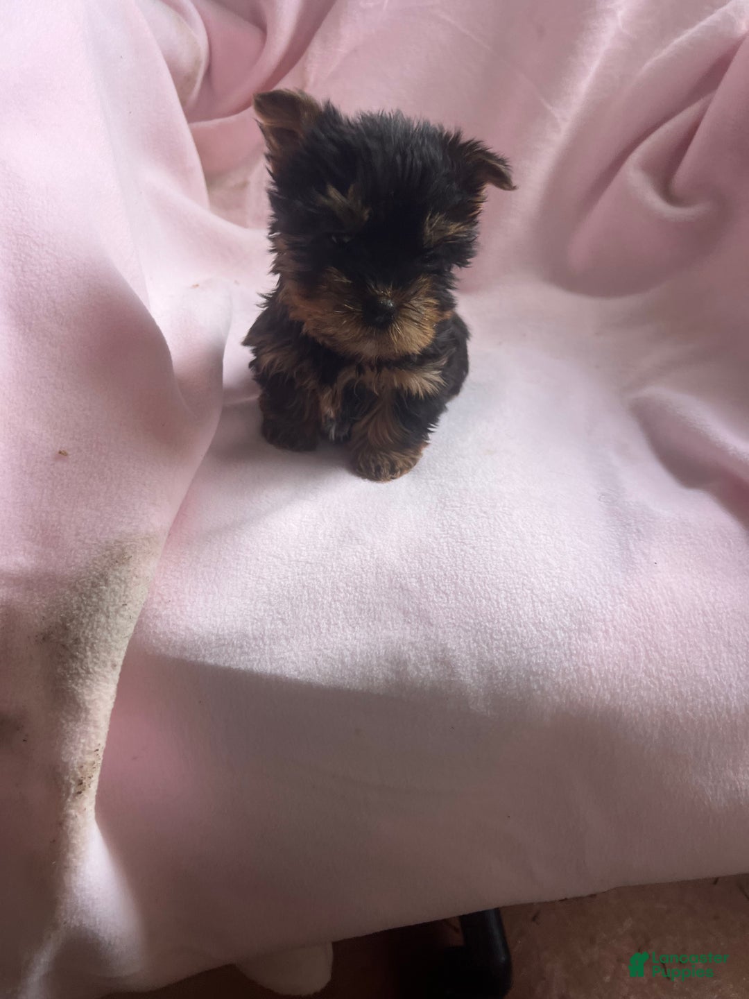 Yorkshire Terrier dogs for sale: Sally Sue - Ad 7