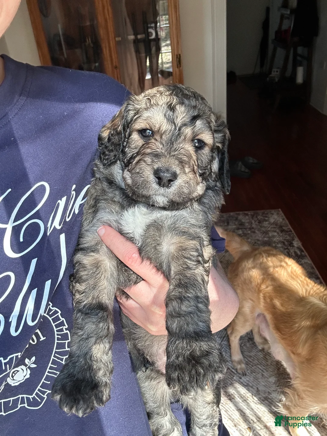 Goldendoodle dogs for sale: Goldendoodle Puppy 7 - Ad 1