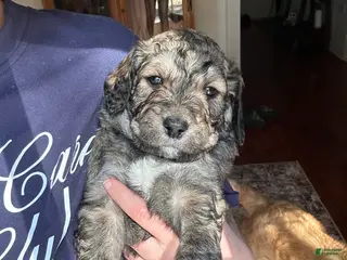 Goldendoodle dogs Goldendoodle Puppy 7 - Ad 11