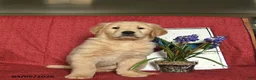 Golden Retriever dogs for sale: Pluto  - Ad 3