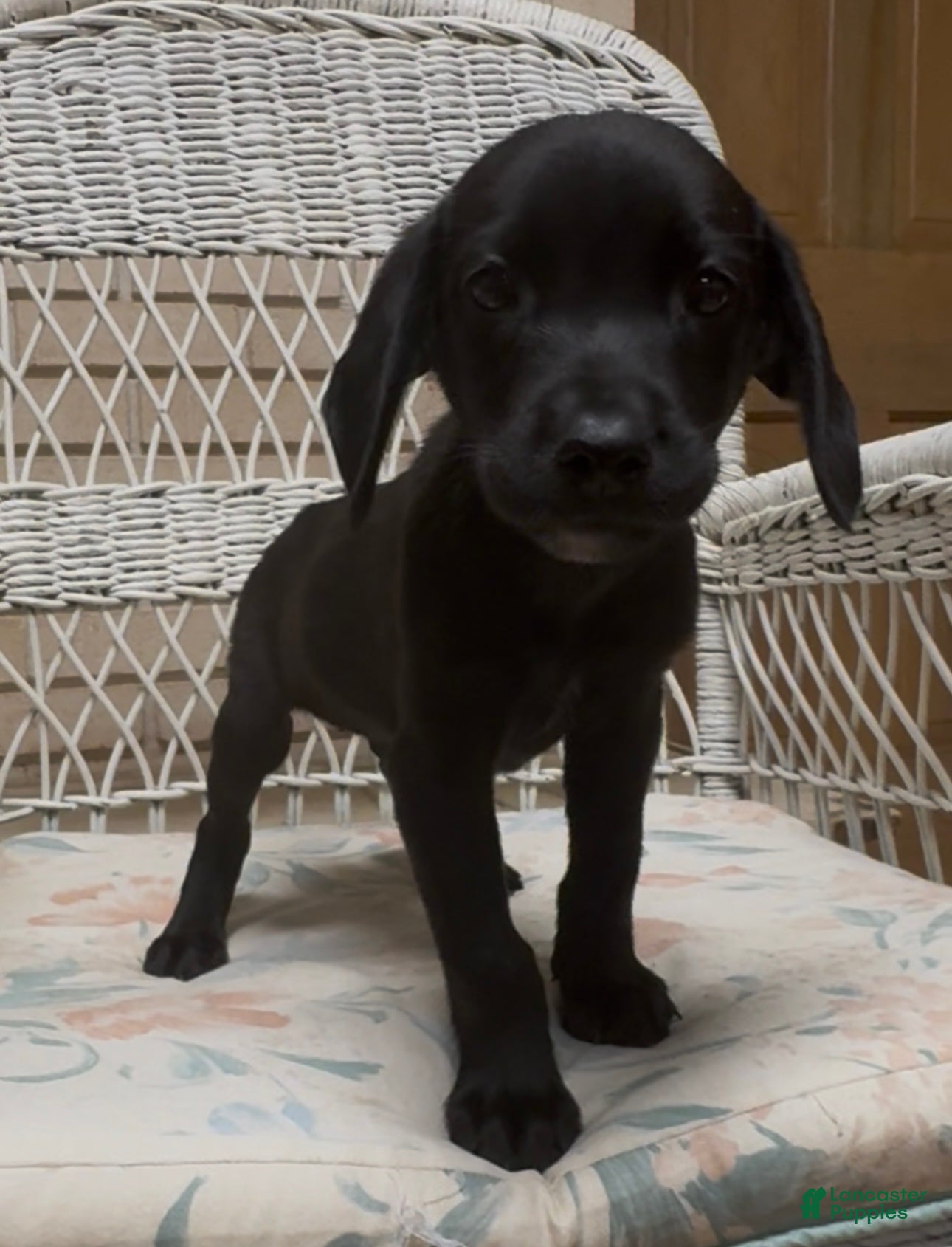 Labrador Retriever dogs for sale: Labrador Retriever Jackie - Ad 42