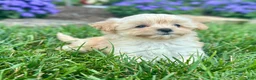 Maltipoo dogs for sale: Casey - Ad 11