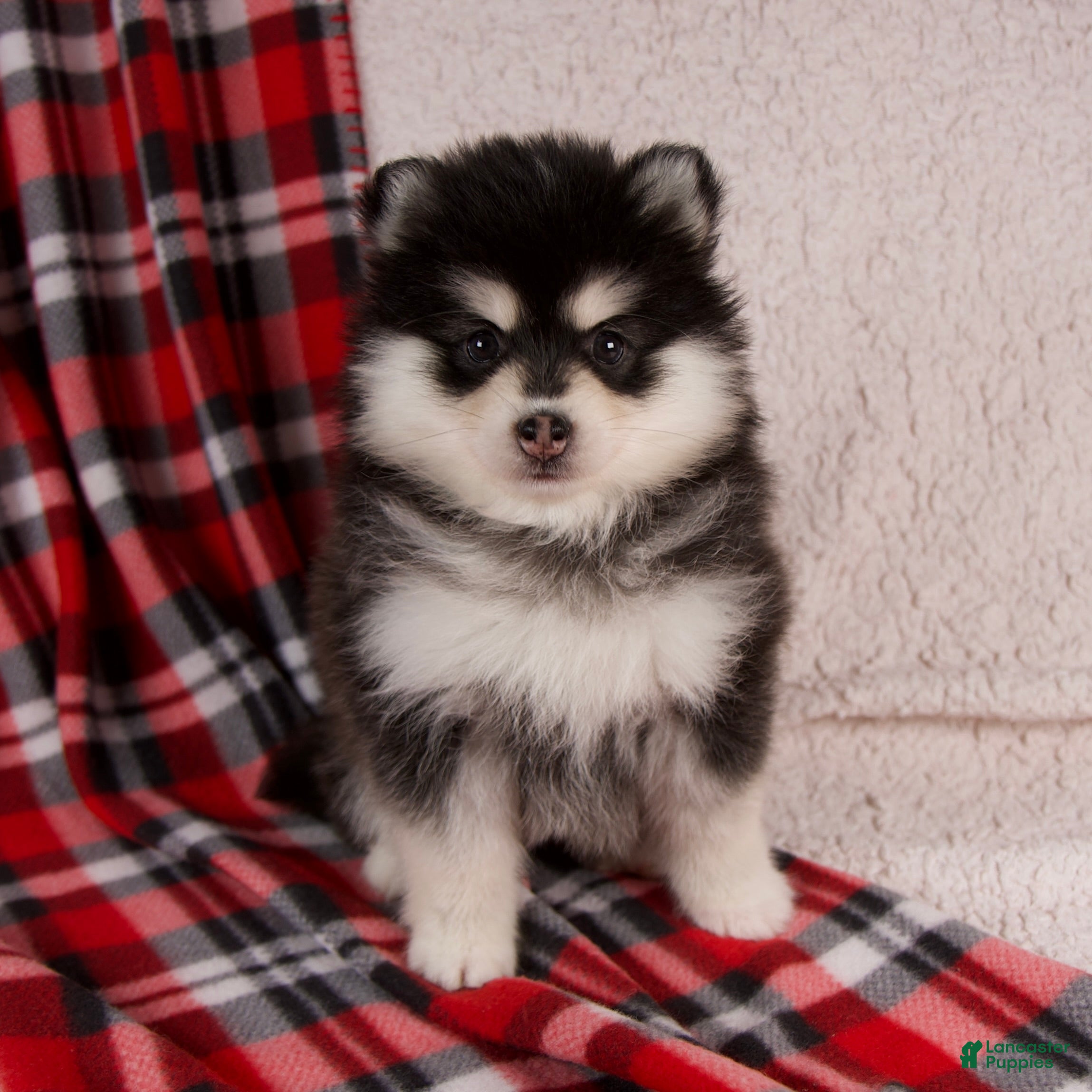 Pomsky dogs Jane - Ad 2