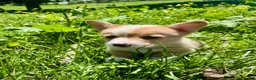 Welsh Corgi Pembroke dogs for sale: William - Ad 3