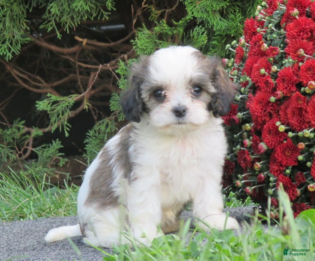 Gallery Image {{count}}