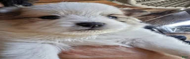 Pomeranian Puppy 1