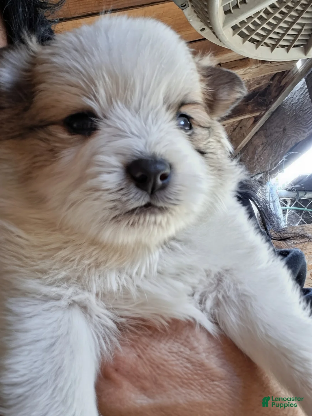 Pomeranian dogs for sale: Pomeranian Puppy 1 - Ad 1