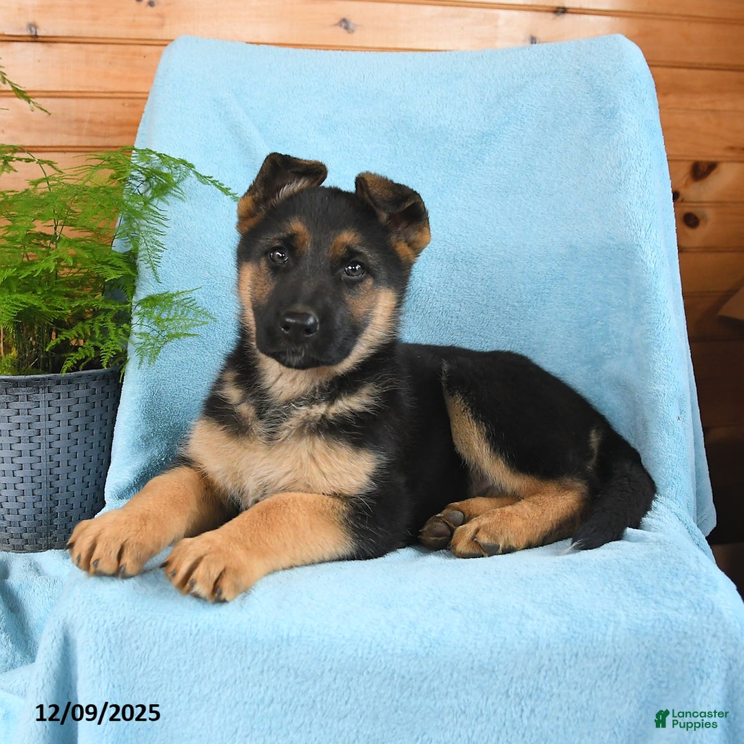 German Shepherd dogs for sale: Jojo - Ad 3