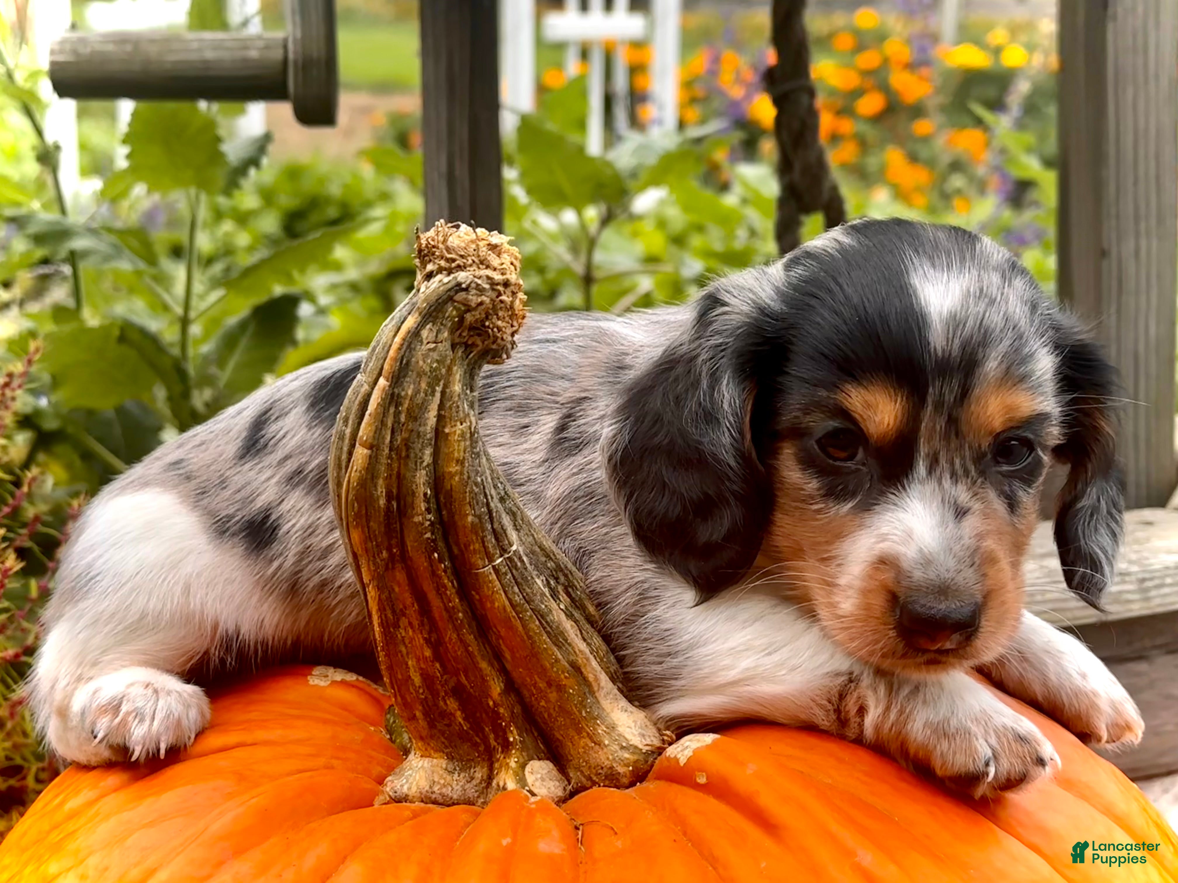 Miniature Dachshund dogs  LIL' PEPPERJACK - Ad 2