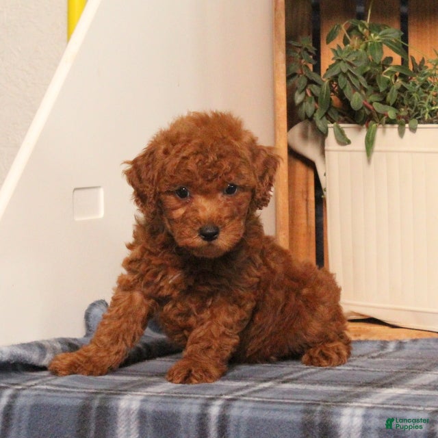 Miniature Poodle dogs Hope - Ad 2
