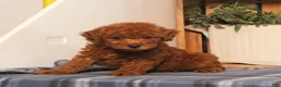 Miniature Poodle dogs for sale: Hope - Ad 2