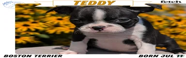 Teddy