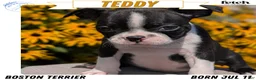 Boston Terrier dogs for sale: Teddy - Ad 1