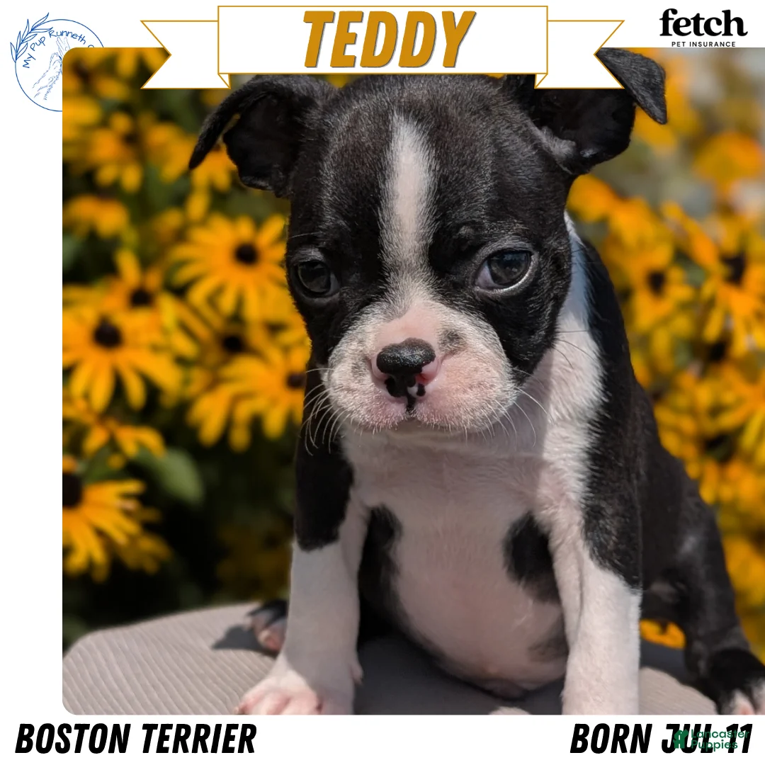 Boston Terrier dogs for sale: Teddy - Ad 1