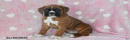 Boxer dogs for sale: Baxter - Ad 2