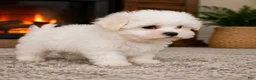 Maltese dogs for sale: Rocky - Ad 6