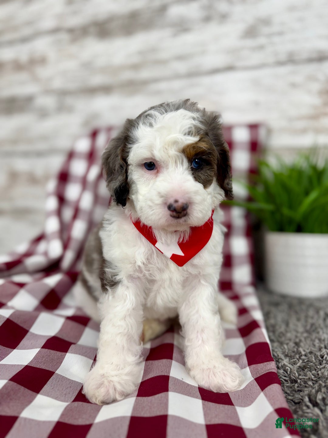 Mini Bernedoodle dogs for sale: Enzo - Ad 5