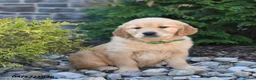Golden Retriever dogs for sale: Goldie - Ad 3