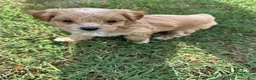 Maltipoo dogs for sale: Maltipoo 5 - Ad 14