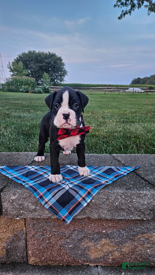 Boxer dogs for sale: Aundre - Ad 2