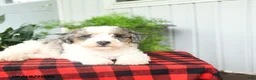 Mini Bernedoodle dogs for sale: Cara  - Ad 3